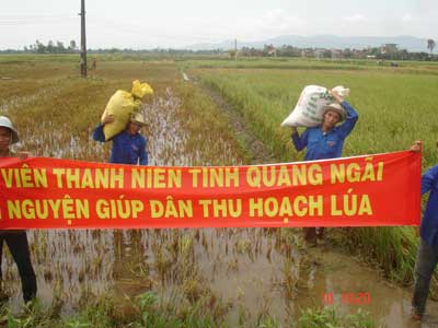 Trường ĐH Phạm Văn Đồng giúp dân thu hoạch lúa hè thu 2009